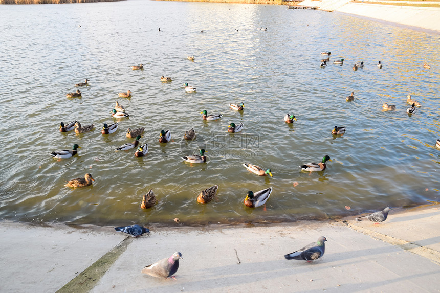 鸭子在池塘中游泳野鸭德雷克和雌图片