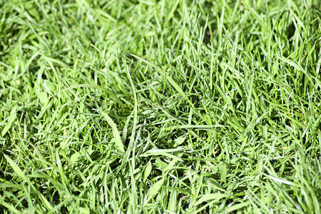 草原背景绿软原和叶原背景和地叶图片
