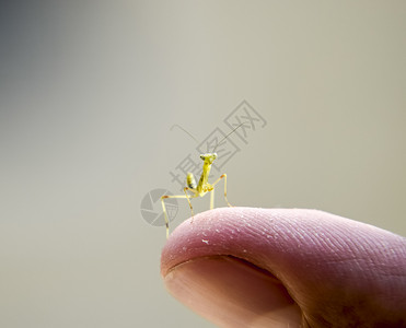 蚂蚁的喉咙尼姆夫昆虫的生长人手蚂蚁图片