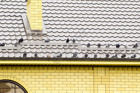 屋顶上的鸽子坐在羊群中图片