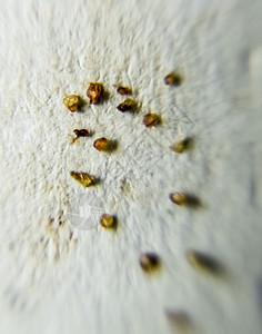纸页上的寄生虫从皮肤寄生虫中分离出来Acari寄生虫图片