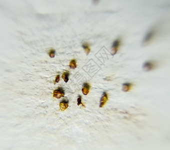 纸页上的寄生虫从皮肤寄生虫中分离出来Acari寄生虫图片