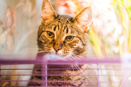 宠物猫用仓鼠看笼子图片
