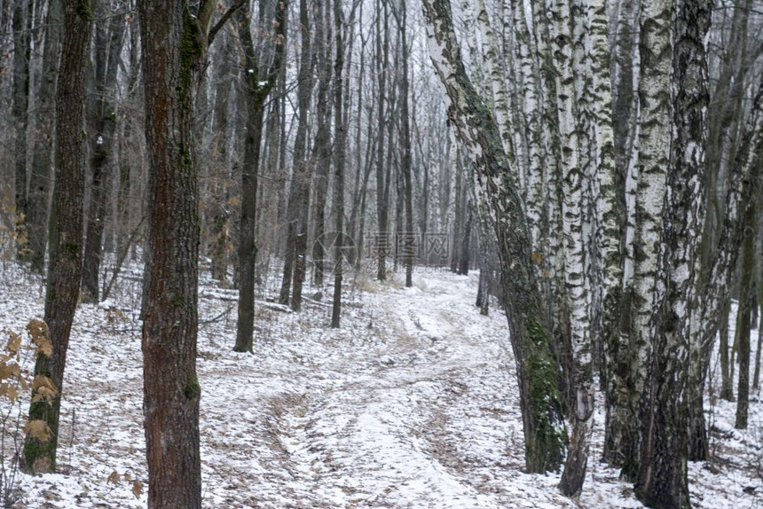 冬季风雪树林茂密的森林图片