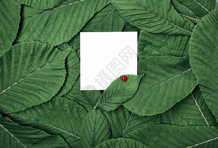 白色空白床单中间绿叶的栗子顶视图复古色调背景图片