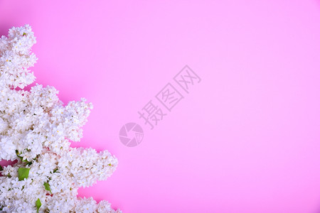 在粉表面的角落里露出白的长花束右边空背景图片