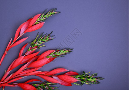红色Billbergia花朵黑色背景空间图片