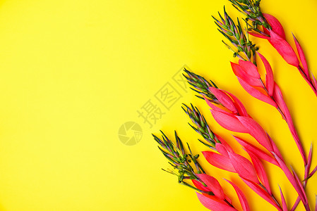 黄色背景的Billbergia粉红色花枝左边空图片