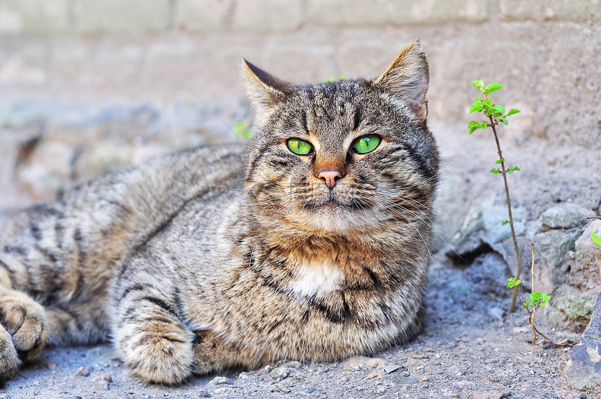 绿眼睛的灰猫躺在地上闭眼图片