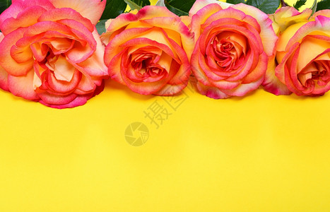 黄色背景的粉红玫瑰底部空间图片