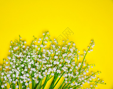 一片空的黄色背景白百合花束图片