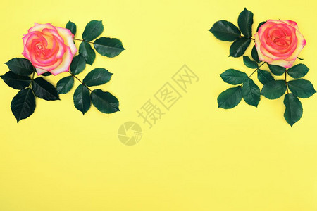 粉红玫瑰黄色背景的绿花瓣图片