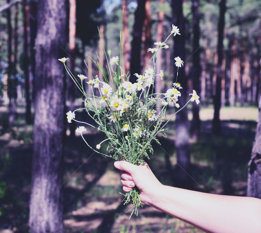 在森林背景下用一只女手盛开的白花束图片