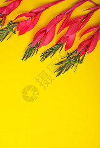 黄色背景的Billbergia粉红色花朵背景图片