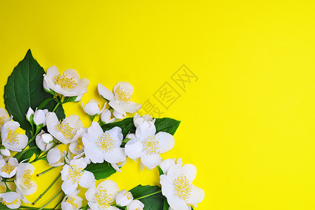 花朵盛开的茉莉束白和绿色叶子黄的空间图片