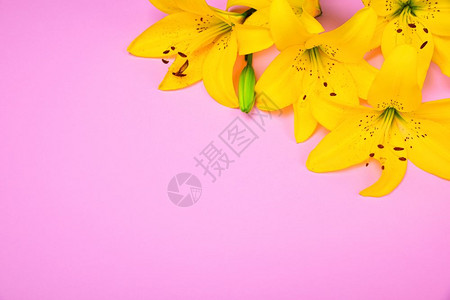 粉红色背景的黄花李芽图片