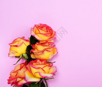 粉红背景的黄玫瑰花团图片