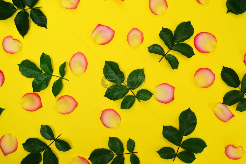 黄色花瓣和玫瑰绿叶黄色背景摘要图片