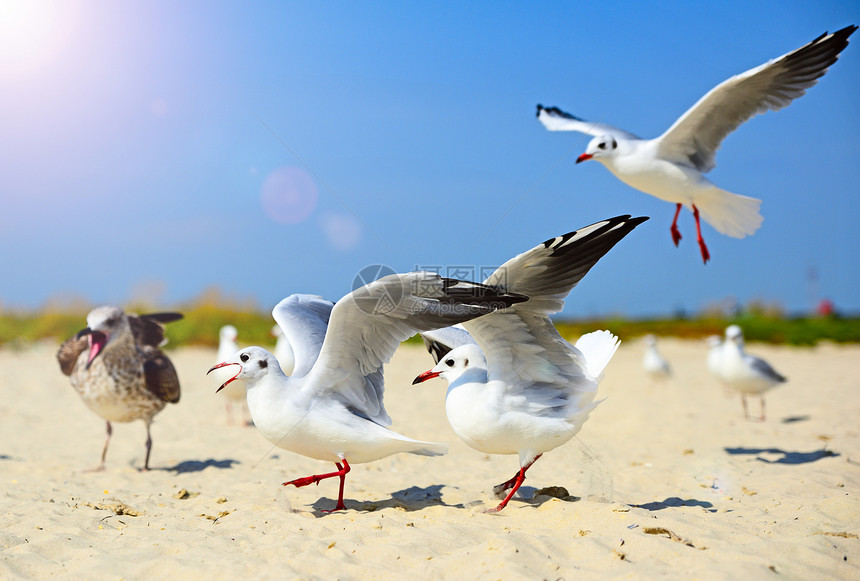 海鸥在夏日沿着沙岸行走摇翅膀图片