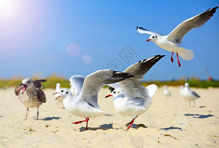 海鸥在夏日沿着沙岸行走摇翅膀图片