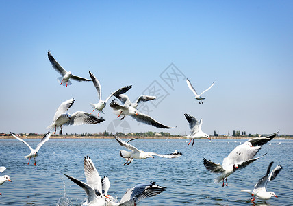 白海鸥的群鸟夏日图片