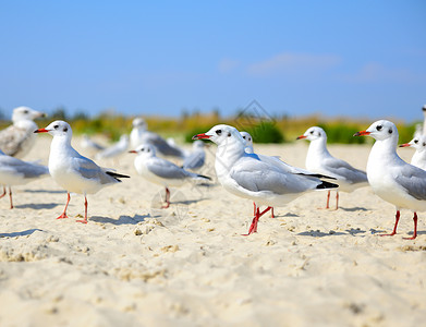 白海鸥在夏日沿着沙海滨行走高清图片