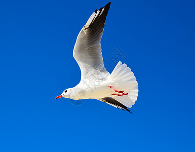 大白海鸥飞向晴的蓝天空阳光明媚的夏日图片