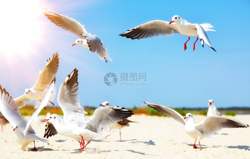 沙海滨的白鸥夏日图片