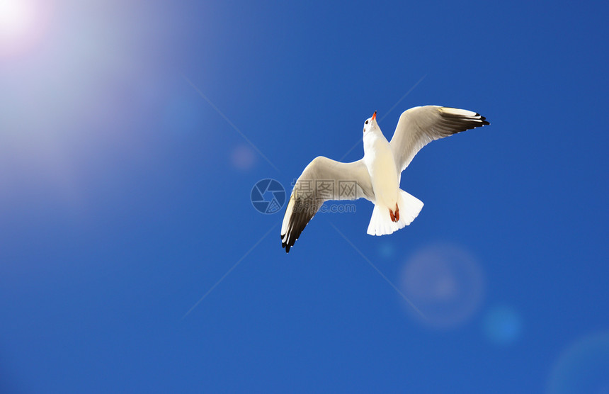白海鸥在夏日阳光明媚的下飞在天空中图片