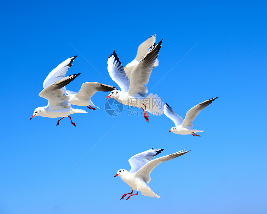 白海鸥在天空中飞翔夏日阳光明媚图片