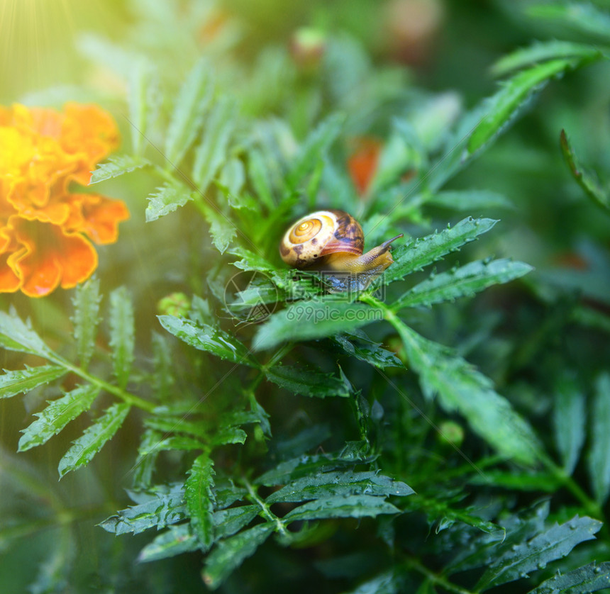 金盏花绿茎上的蜗牛特写图片