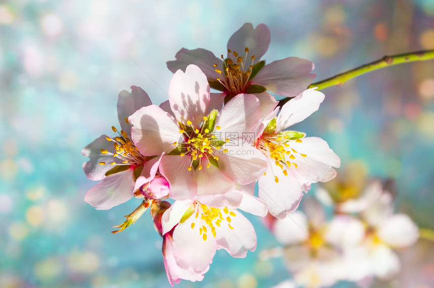 春日开花的杏仁枝图片