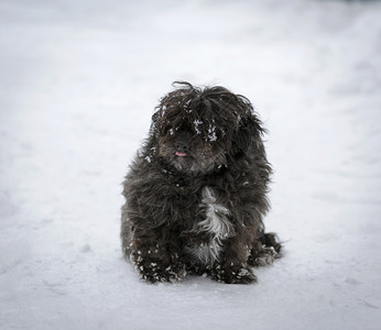 黑沙毛狗坐在雪上用舌头抓花图片