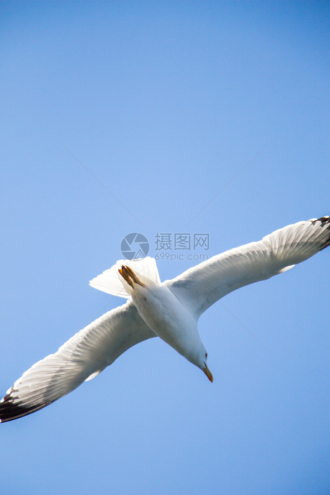 单海鸥作为背景在天空中飞行图片