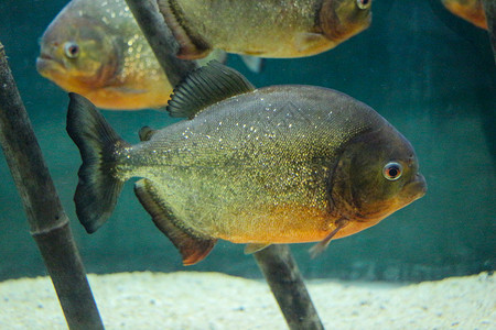 美丽的多彩鱼类在水族馆环境中游泳高清图片