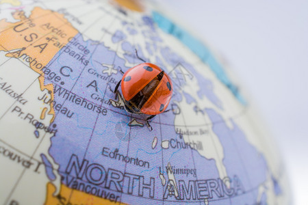 斗罗大陆小舞在一个多彩的模范球上行走Ladybug背景