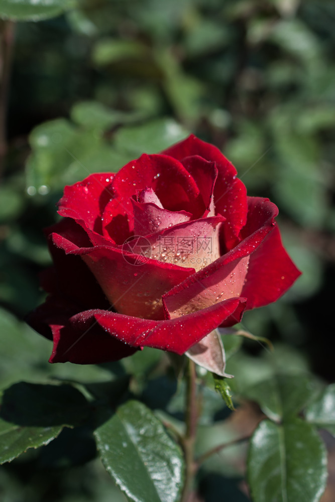 美丽多彩的玫瑰上面有水滴图片