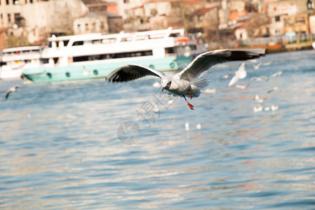 海鸥在城市环境中伊斯坦布尔海面上空中飞翔图片