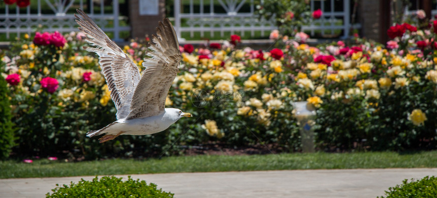 公园里带玫瑰的单海鸥图片
