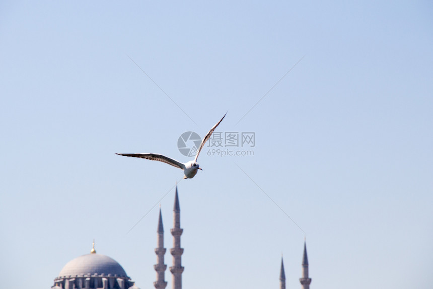 海鸥在天空中飞翔其背景是清真寺图片