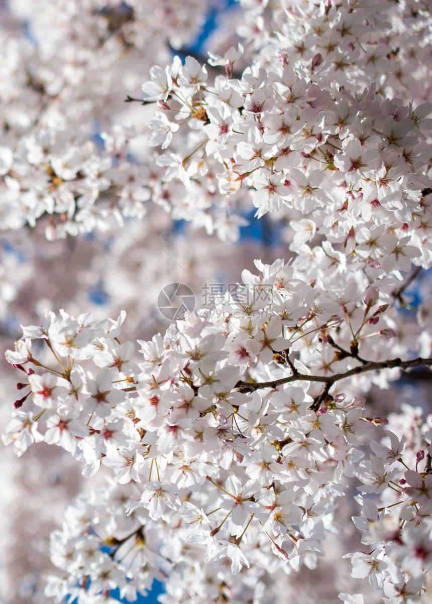 春花盛开背景丰富多彩图片
