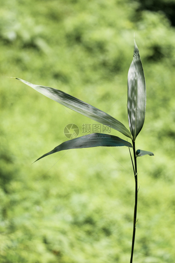 春季节的绿叶图片