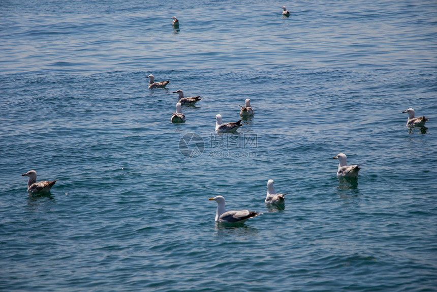 海鸥在水中图片