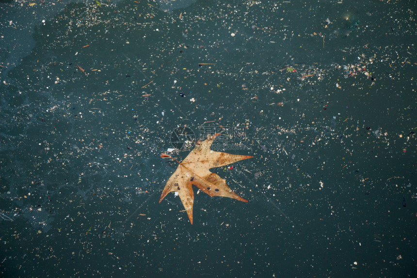 秋背景的干树叶图片