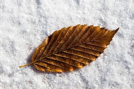 美丽的干枯秋叶白雪背景图片