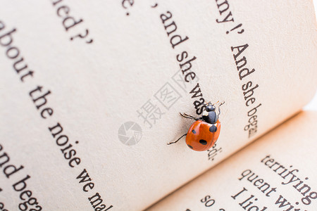 红色瓢虫在书页上行走的红色女虫美丽照片背景