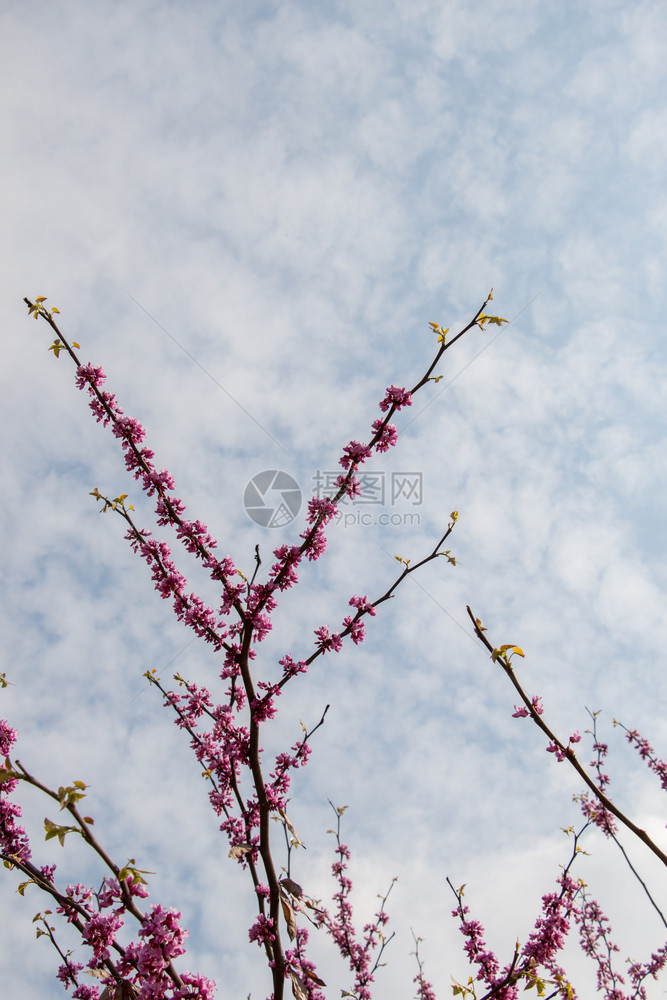 花朵在泉水中开树丛图片