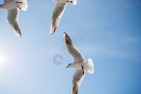 海鸥在空中飞过水图片