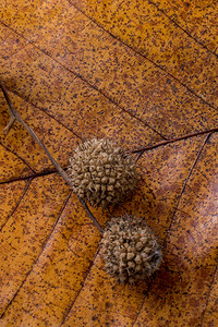 棕色舱秋底在干叶上的胶囊图片
