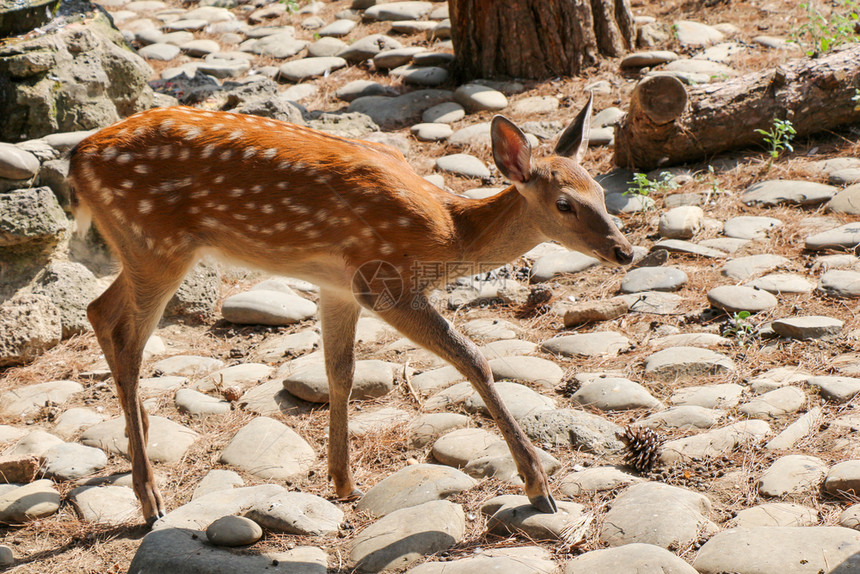 Gazelle在动物园走被石头覆盖的背景上图片
